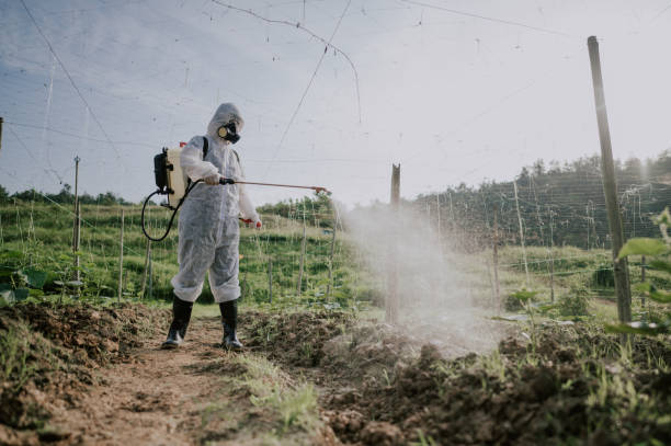 Best Ant Control Services  in Temple, TX