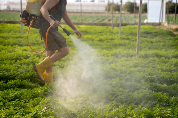Trusted Temple, TX Pest Control Experts